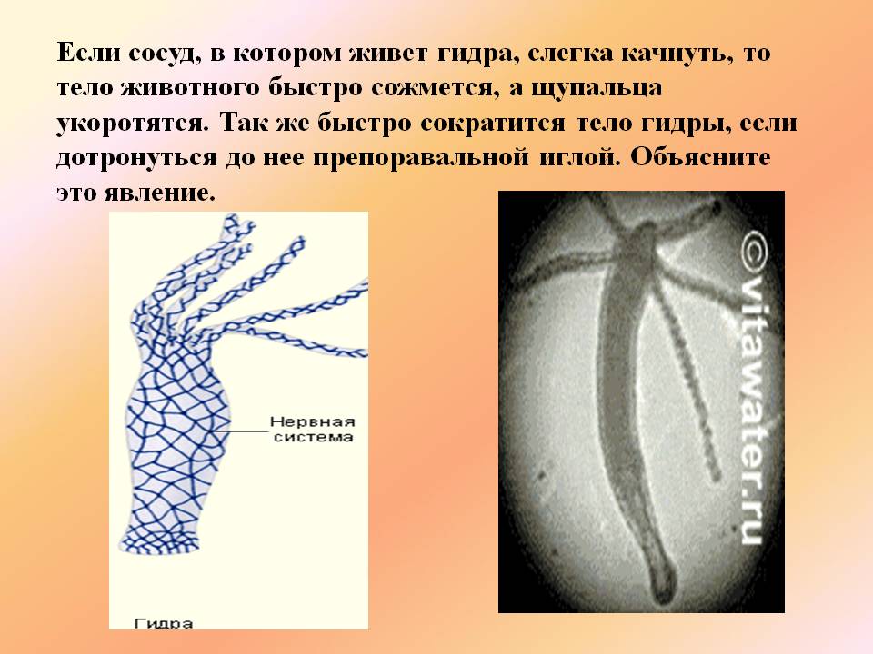 Кракен последние ссылки